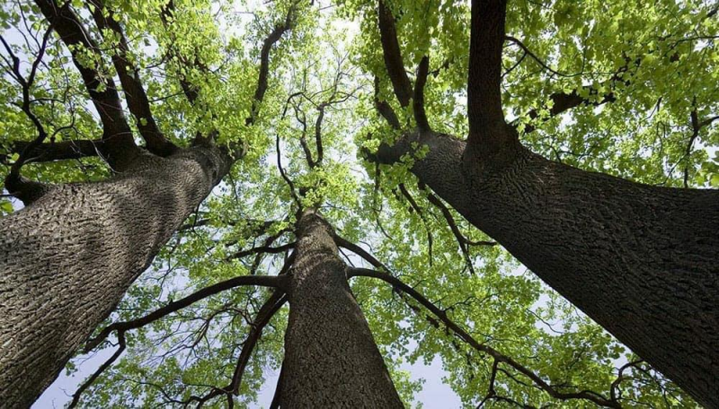 En agosto se plantaron 165 rboles en Pergamino