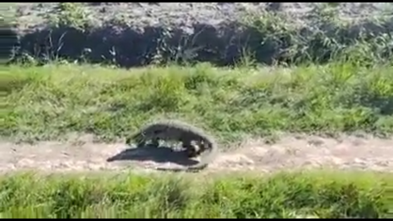 Se hace viral el vdeo de una iguana overa atacando a una ciclista en un camino de la zona