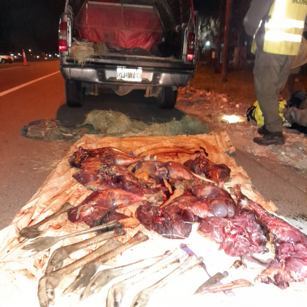 Gendarmera intercept el paso de cazadores con carne de and y liebre