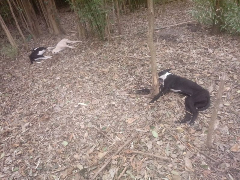 Hallaron tres perros muertos por envenenamiento en el monte de un campo