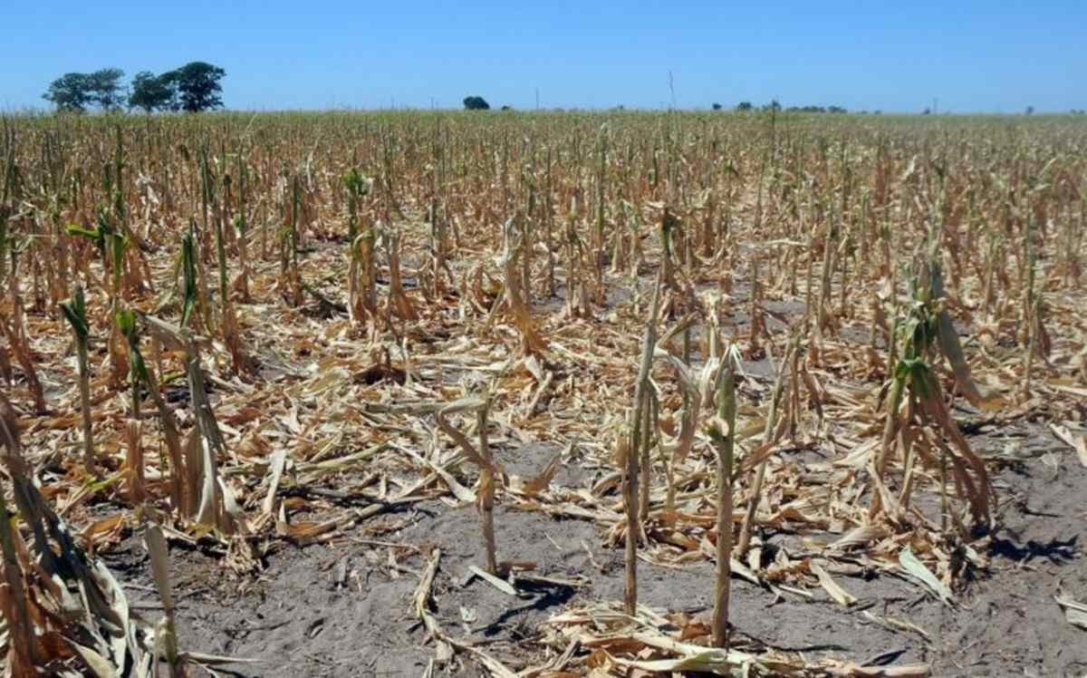 Reclaman medidas urgentes para paliar la crisis por la sequía