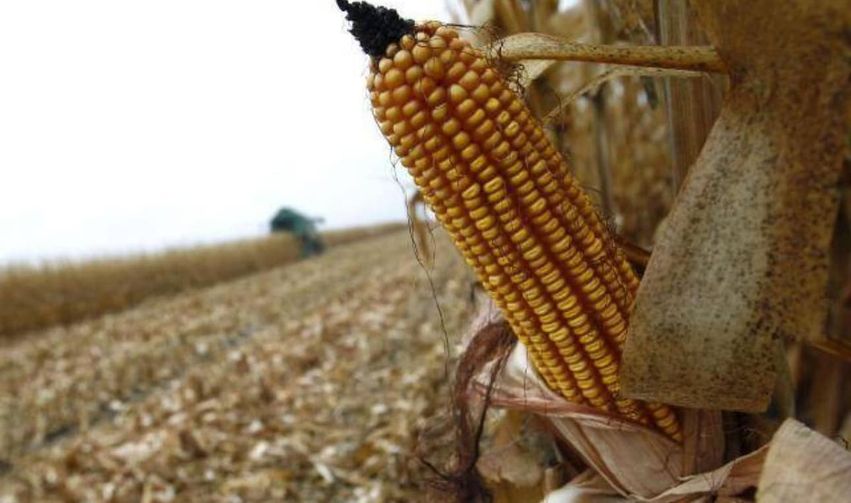 La sequía y las altas temperaturas Impactan severamente la Zona Núcleo