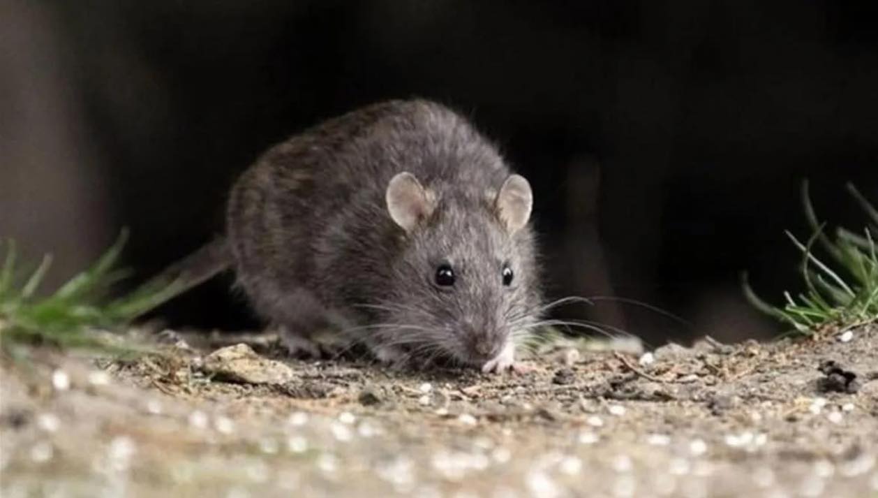 Confirmaron cinco casos de hantavirus, uno de ellos en Pergamino 