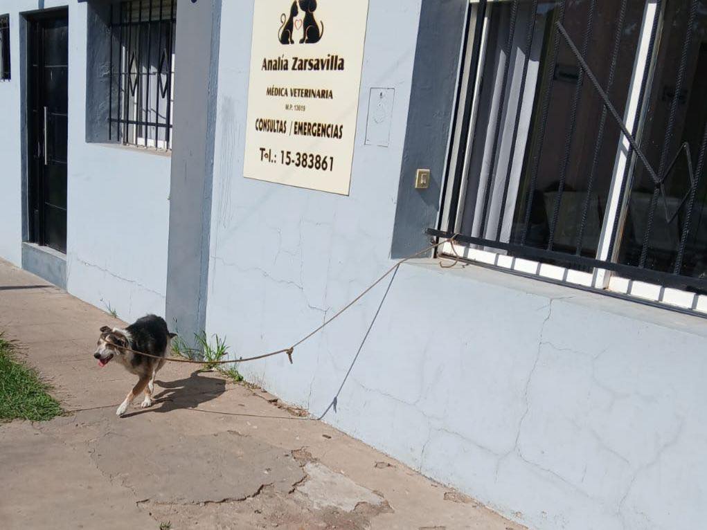 Un hombre dejó su perro  atado al rayo del sol en  una Veterinaria y escapó