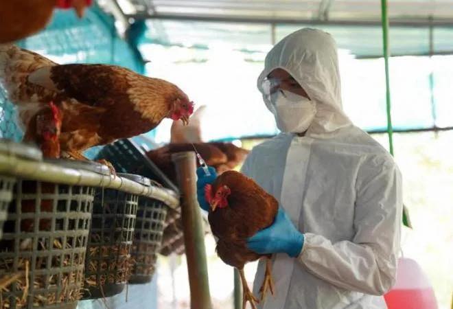 Recomiendan extremar  medidas para prevenir la  influenza aviar en la región