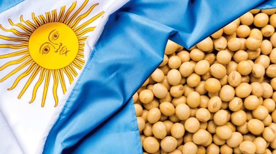 Alta Preocupación en los Productores Sojeros de Argentina: Una Alerta Roja para el Futuro Comercial con China