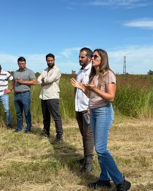 Inta analizó estrategias  contra el raigrás resistente