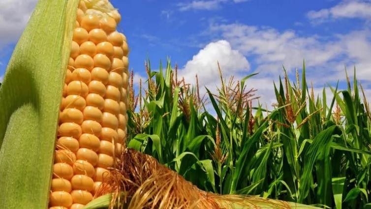 Caen las retenciones agrícolas:  así quedan los porcentajes  para granos, harinas y aceites