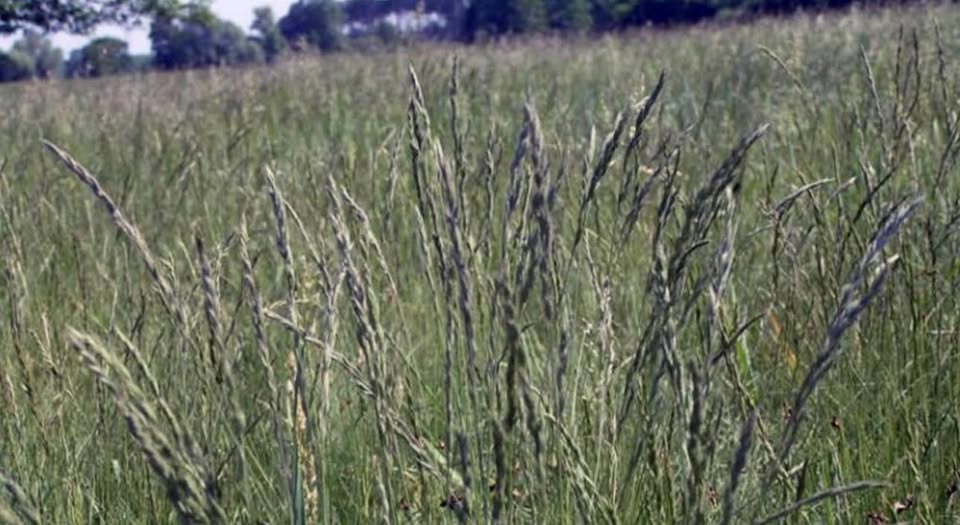 La festuca, bajo la lupa: investigadores detectaron un hongo que preocupa a la ganadería