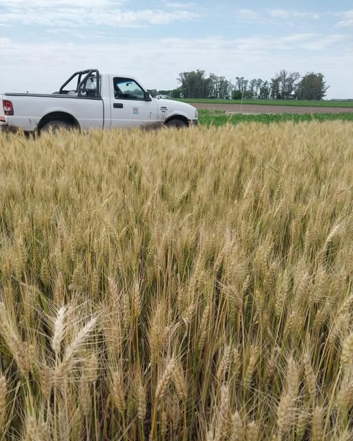 Inta: condiciones ambientales,  rendimiento y sanidad trigo y cebada 