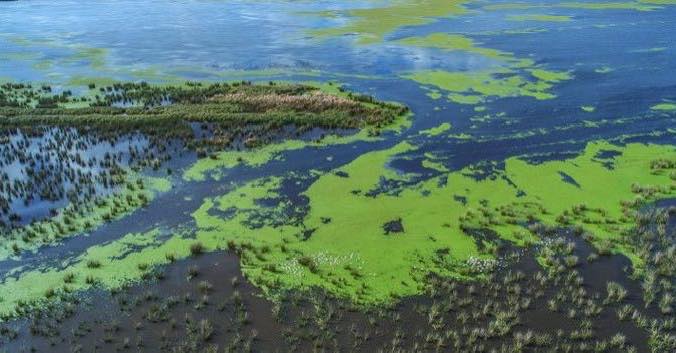 Día Mundial de los Humedales:  la importancia del agua en  el equilibrio del ecosistema