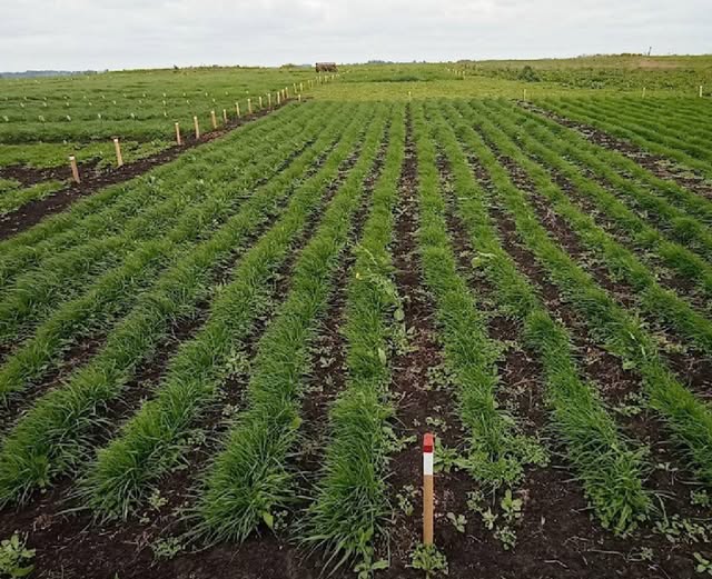 Inta Pergamino presentó tres nuevas variedades de raigrás anual
