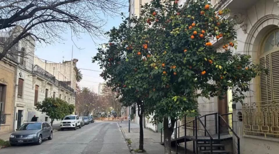 'Naranjas amargas y juicio por fumigaciones: Burdas maniobras distractoras de la prensa local oficialista' 