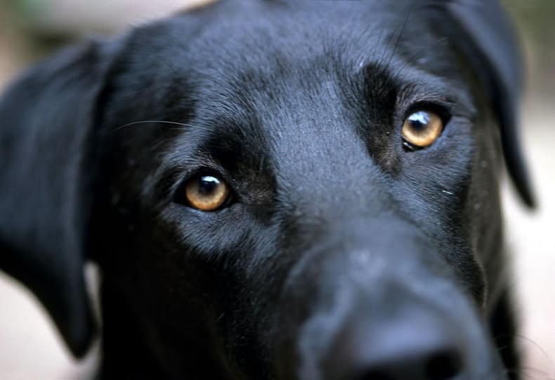 Discutió con tres adolescentes por un perro y terminó denunciándolos por amenazas