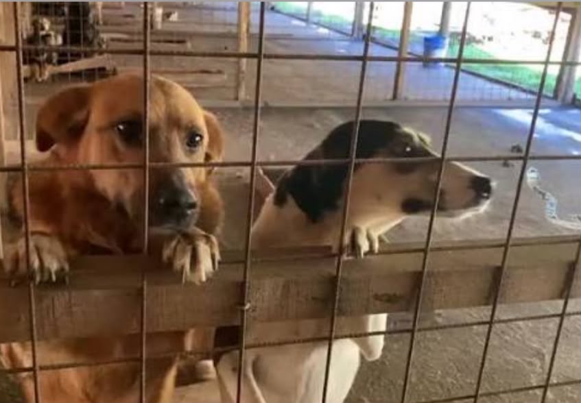 Intentaron robar alimento del Canil Municipal, pero abandonaron el bot�n al ser descubiertos